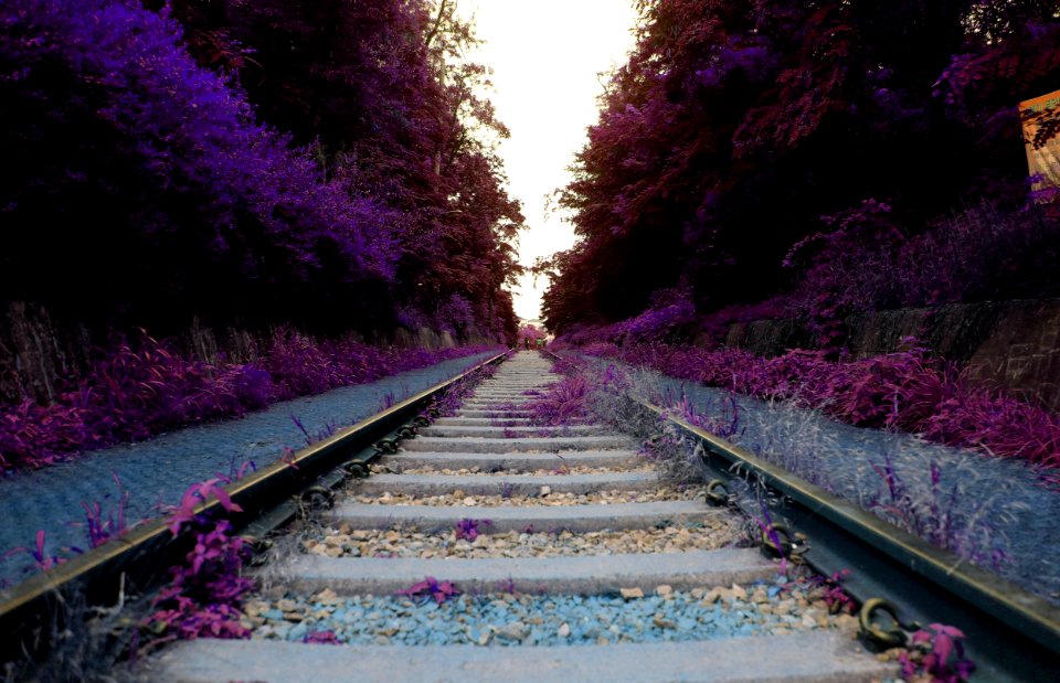 Nature Purple Track Flower