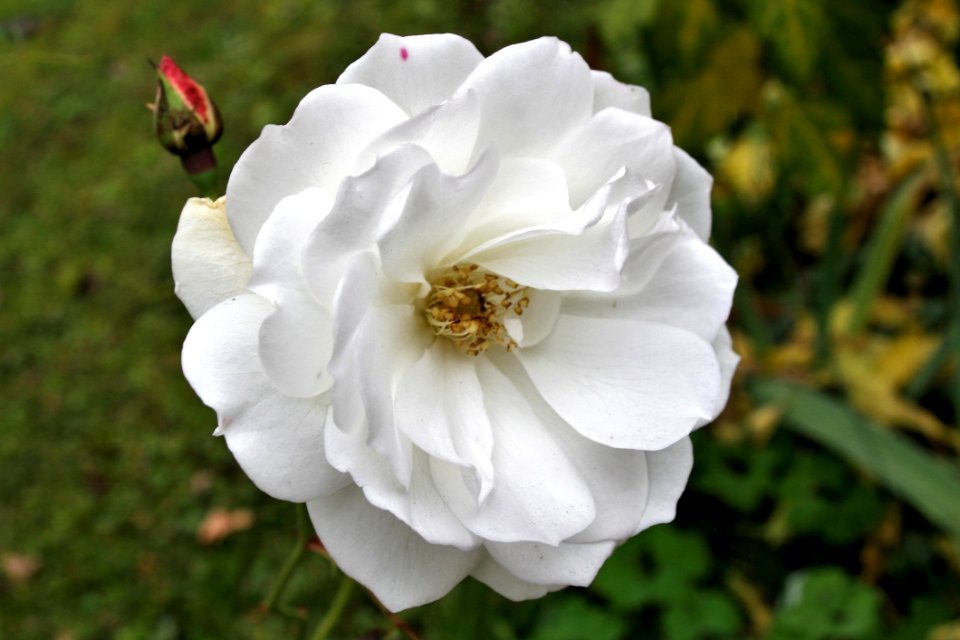 Flower White Rose Family Rose