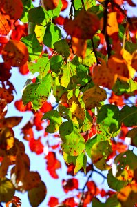 Leaf Autumn Branch Tree photo
