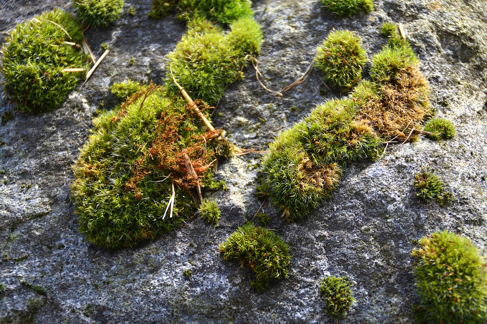 Nature plant stone