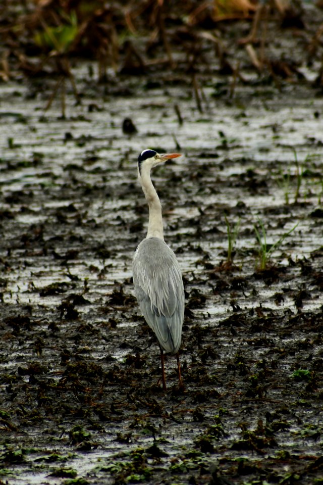 Bird Water Fauna Beak