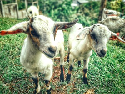 Two White Goat Kids