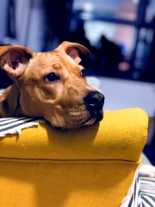 Adult Fawn American Pit Bull Terrier
