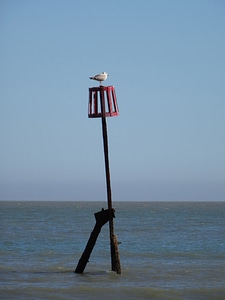 Ocean bird fly