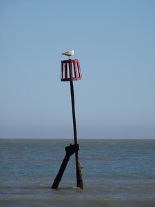 Ocean bird fly photo