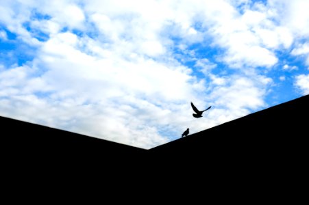 Two Black Birds