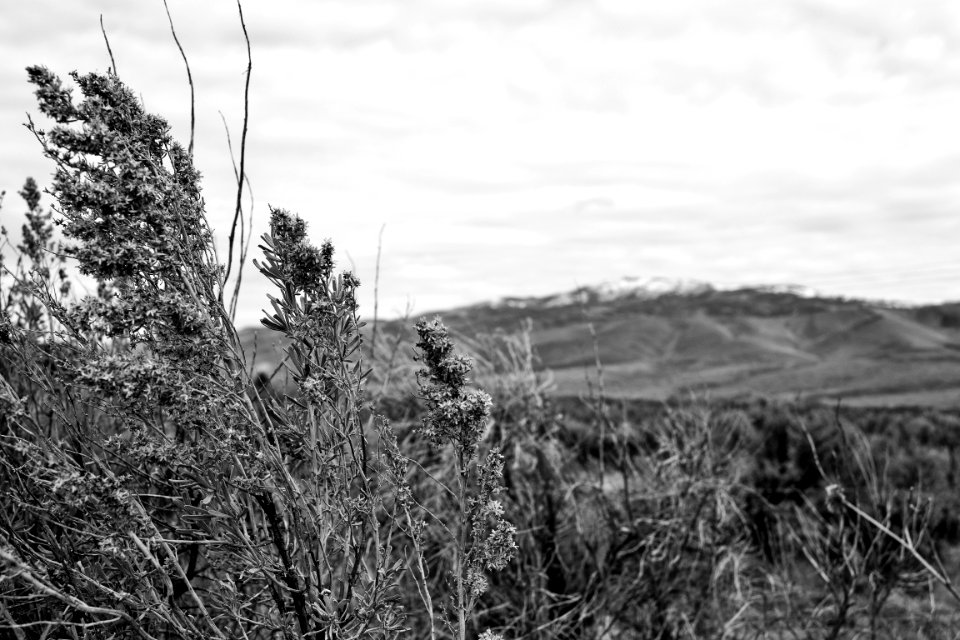 Greyscale Photo Of Grass