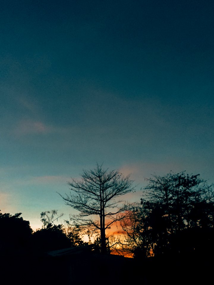 Silhouette Of Lone Tree