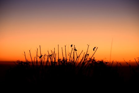 Silhouette Photo Of Grass photo