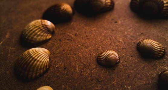 Assorted Seashell On Sand photo