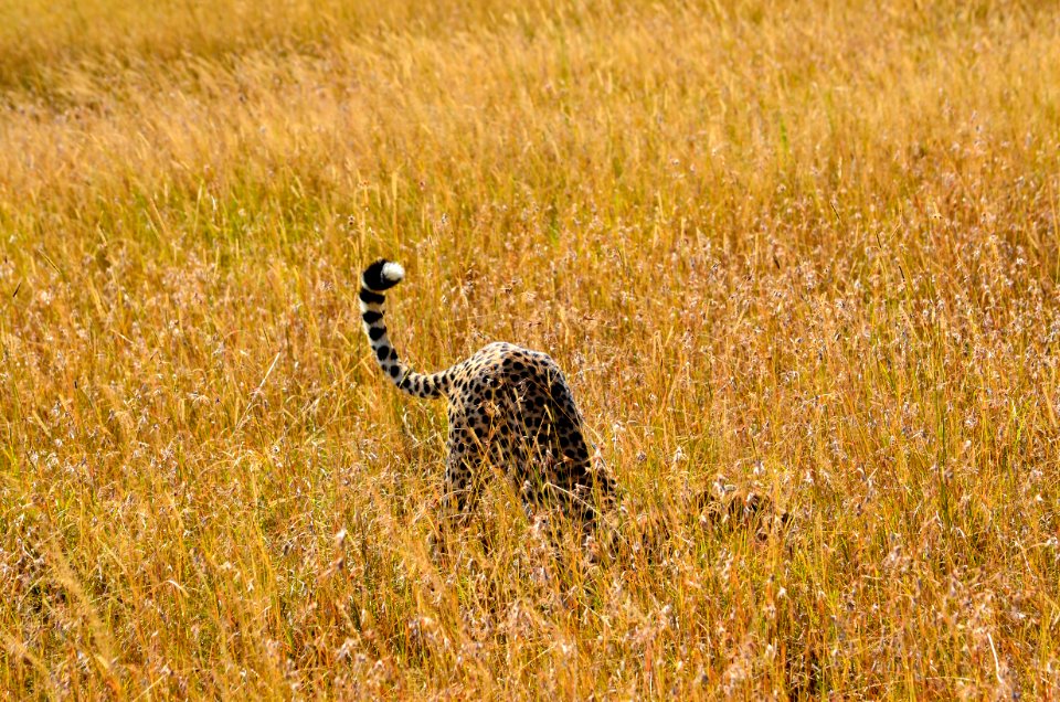 Cheetah On Brown Grass Field Photo
