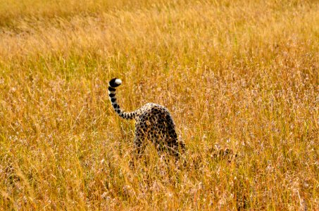 Cheetah On Brown Grass Field Photo