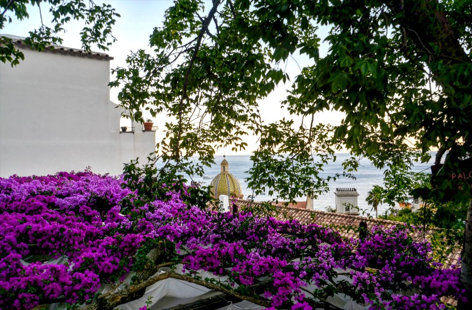 Photography Of Purple Flowers