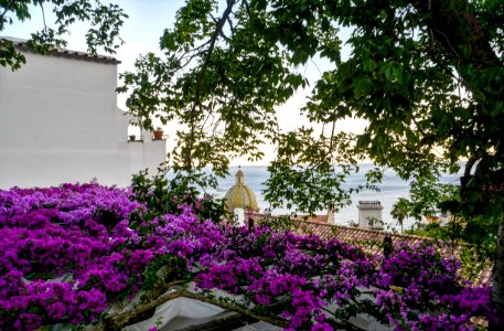 Photography Of Purple Flowers