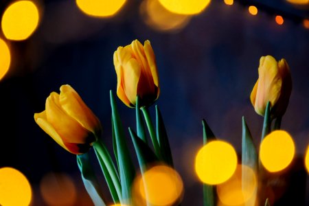 Macro Photography Of Yellow Flowers photo