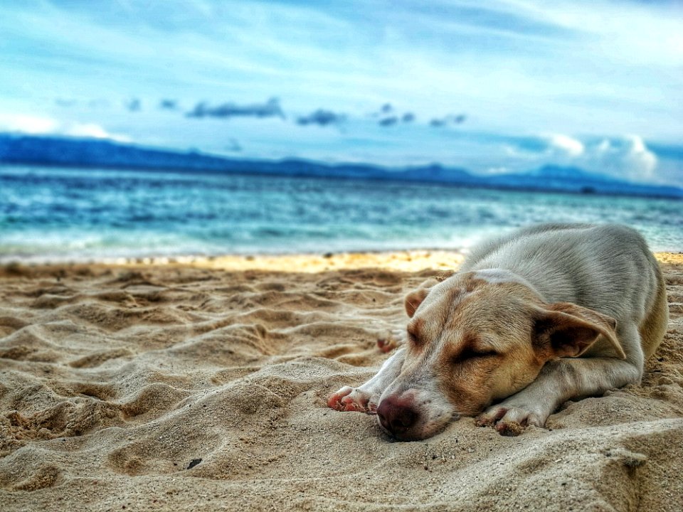 Dark Yellow Labrador Retriever Lying On The Sea Shore