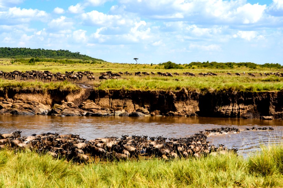 River Between Green Field With Grass