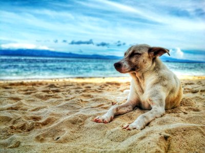 Dog Lying On Beach