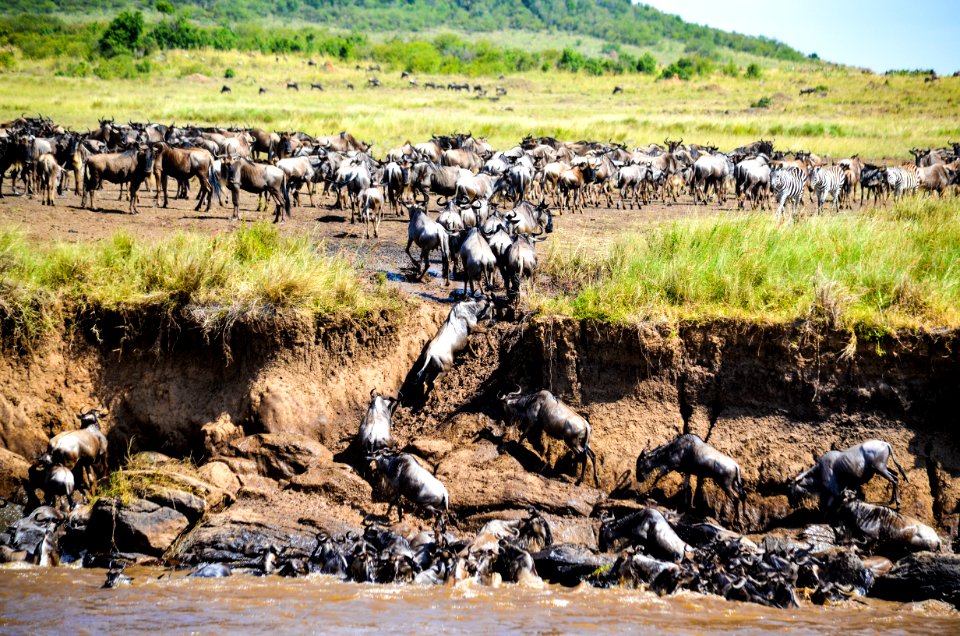 Brown And Black Animals