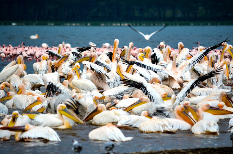 White Black And Yellow Birds