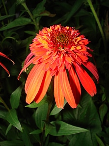 Flower bloom nature