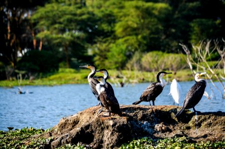 Black And White Birds Near Body Of Water At Daytime