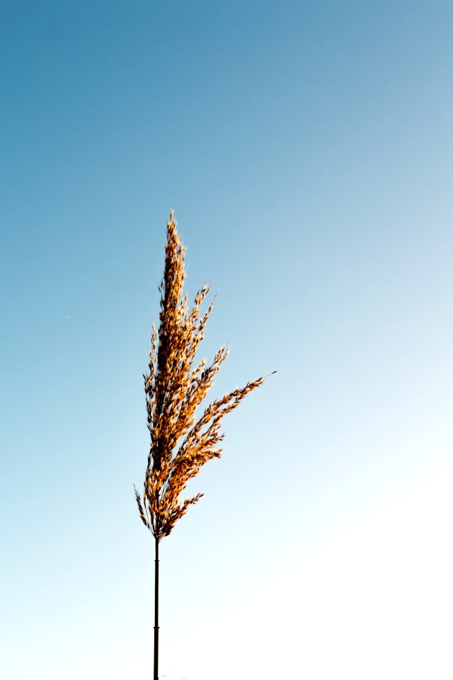 Brown Grain Plant
