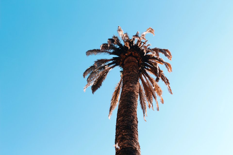 Low Angle Photography Of Sago Palm