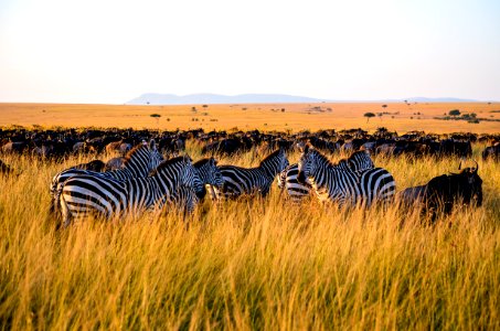 Zebra Eating Grass