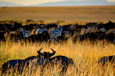 Herd Of Zebra On Grass Field