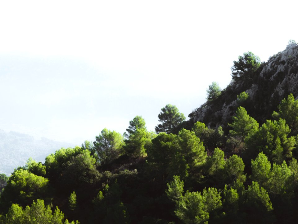 Green Pine Trees Near On Rock Formation