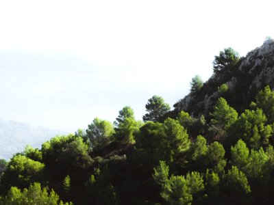 Green Pine Trees Near On Rock Formation photo