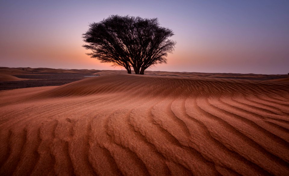 Green Tree In The Middle Of Desert
