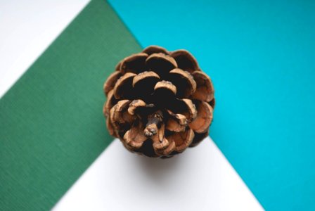 Brown Pinecone Close-up photo