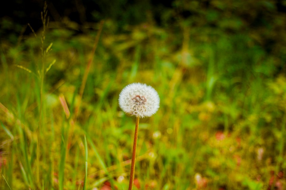 Close Up Photography Of White Flower