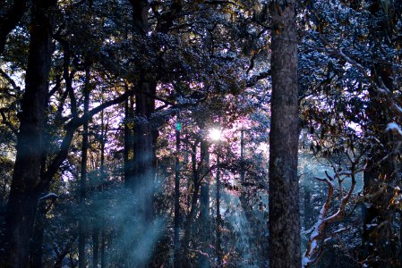 Green Leaf Trees photo