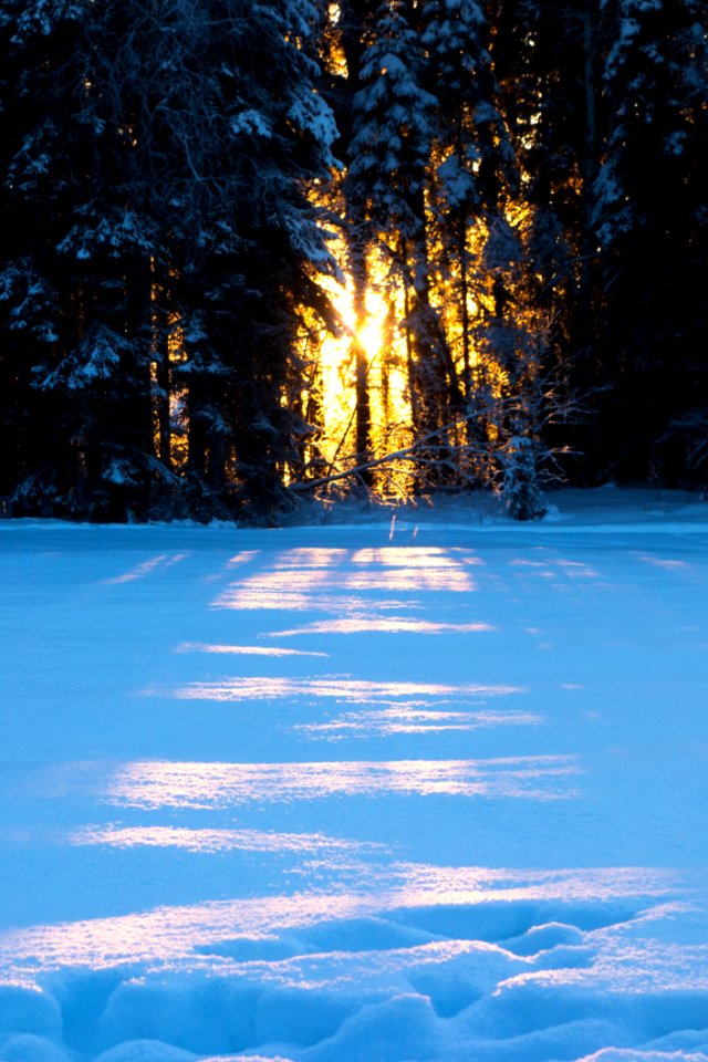 Snow Covered Pine Trees photo