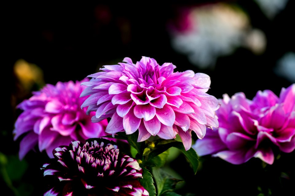 Purple Flower Wallpaper