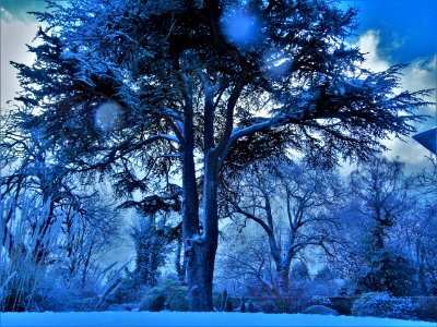 Low Angle Photography Of Trees Covered With Snow photo