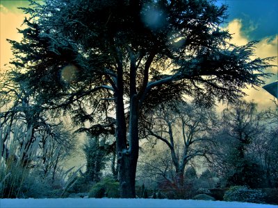 Gray Trees Under Winter photo