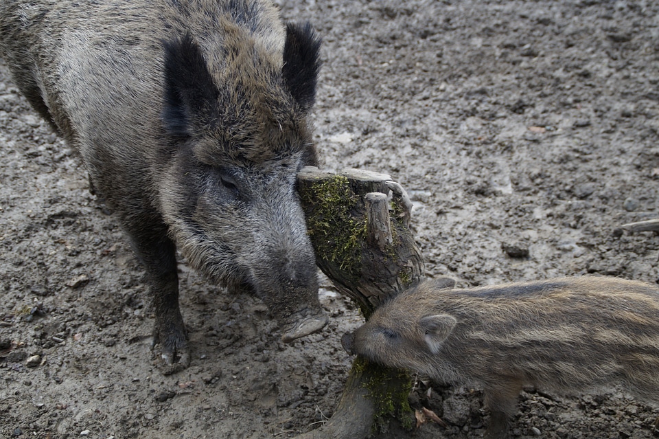 Mother and child wild boar quagmire