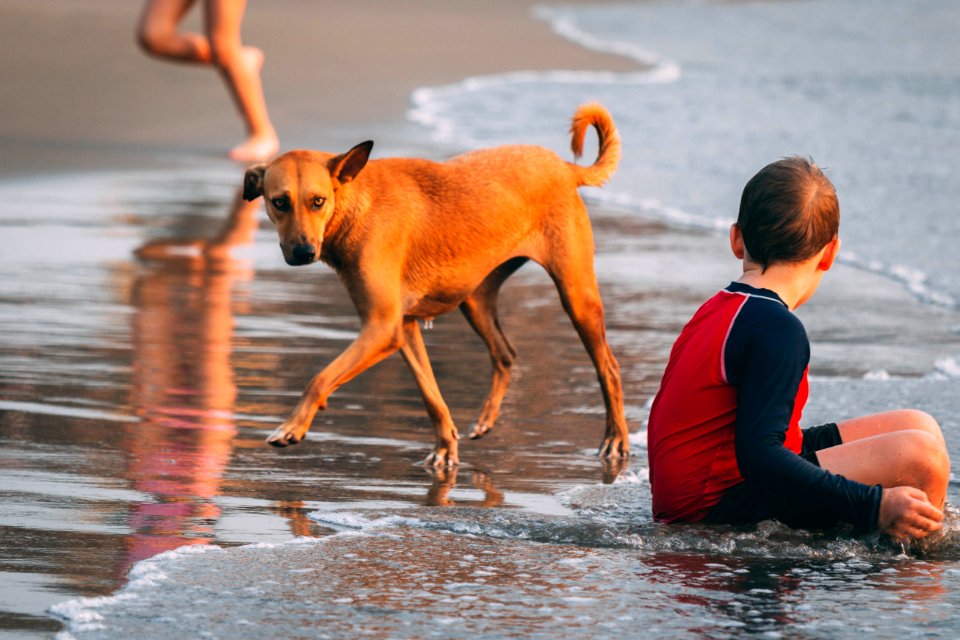 Boy Sitting On Seashore Beside Brown Dog At Day Time