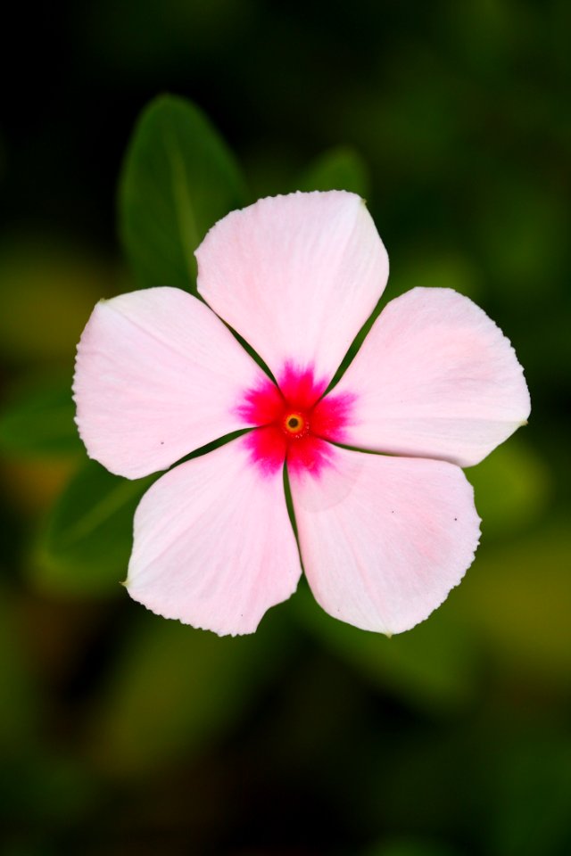 Flower Pink Flora Plant