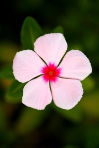 Flower Pink Flora Plant