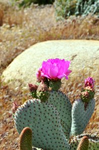 Plant Flowering Plant Cactus Vegetation photo