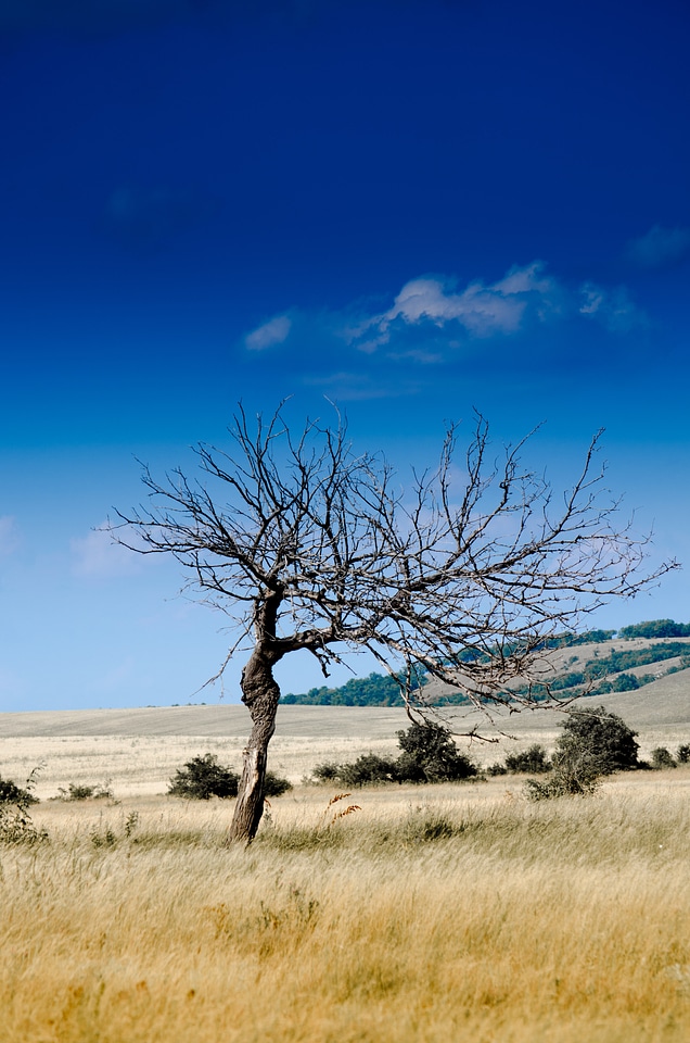 Drought dead tree decay