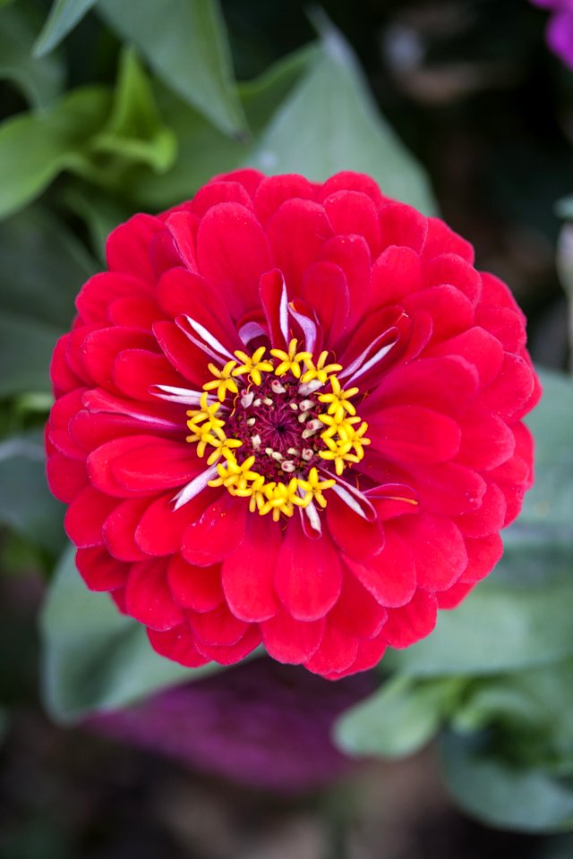Flower Plant Petal Flora