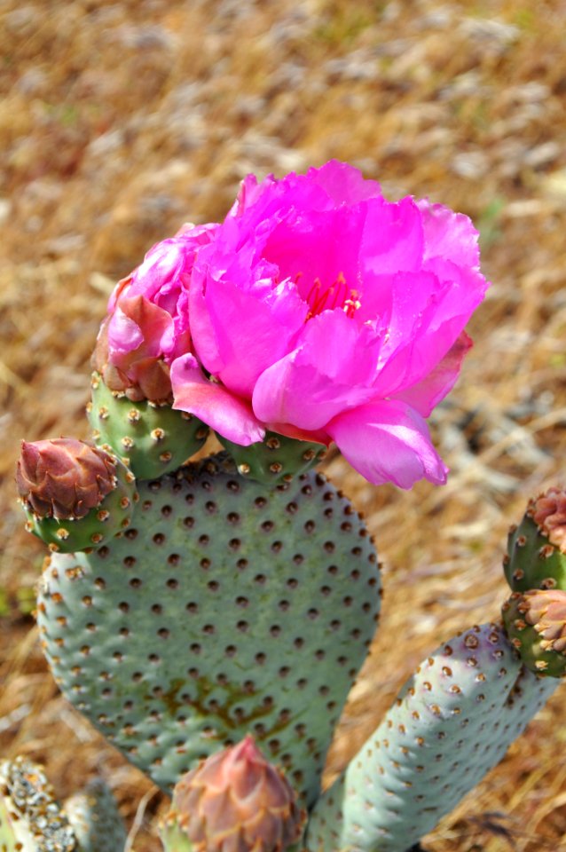 Flowering Plant Plant Pink Cactus