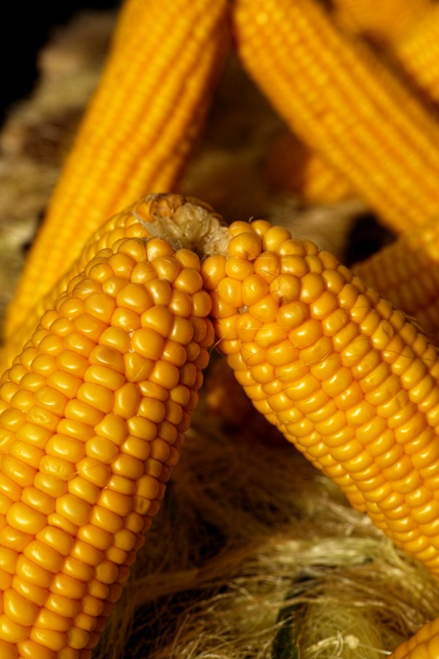 Yellow Sweet Corn Corn Kernels Maize