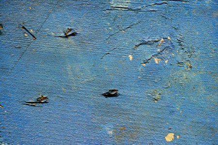 Water Fauna Bird Water Bird